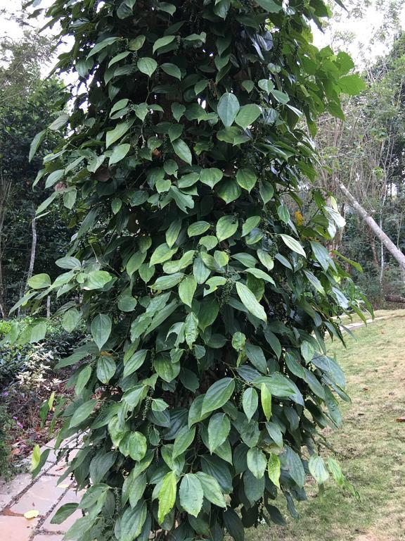 술탄 바테리 Harmony Farm Wayanad 빌라 외부 사진